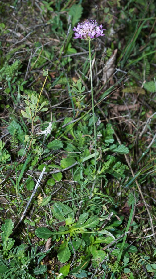 Sixalix atropurpurea / Vedovina marittima